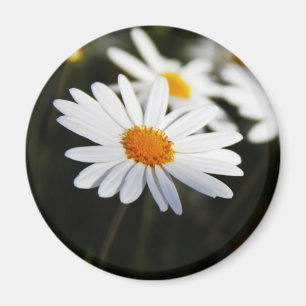 Gänseblümchen Magnet