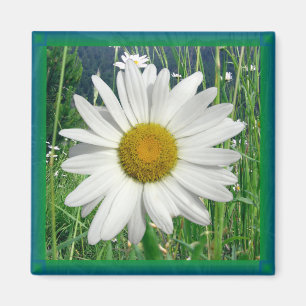 Gänseblümchen-Magnet Magnet