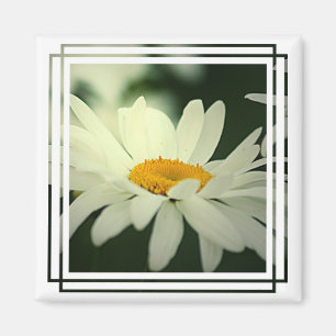 Gänseblümchen-Magnet Magnet