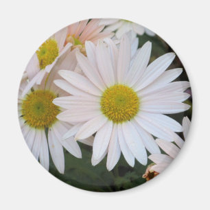 Gänseblümchen-Magnet Magnet