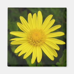 Gänseblümchen-Magnet Magnet