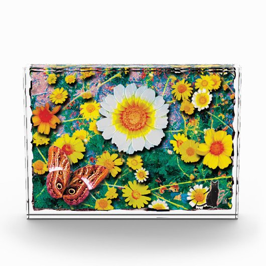 Gänseblümchen Mai Fotoblock (Vorderseite)