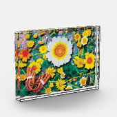 Gänseblümchen Mai Fotoblock (Links)