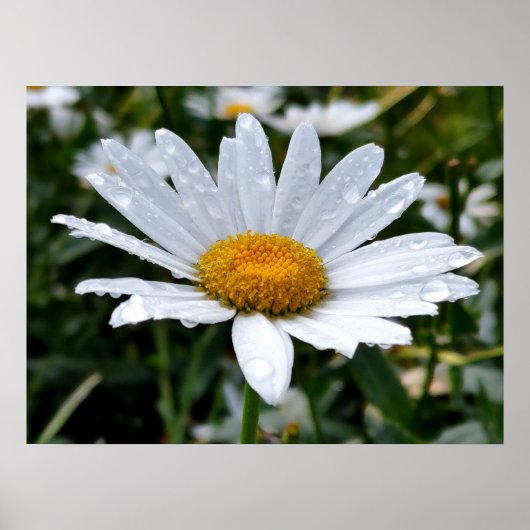 Gänseblümchen Morgentau Poster (Vorne)