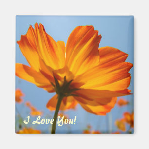 Gänseblümchen Orange Gänseblümchen Blumen Magnet I