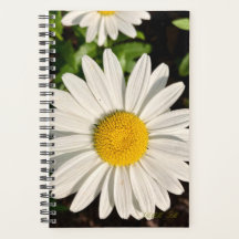 Gänseblümchen-Planer.