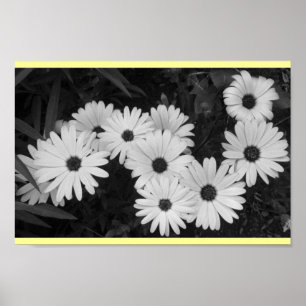 Gänseblümchen Poster