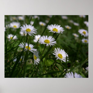 Gänseblümchen Poster