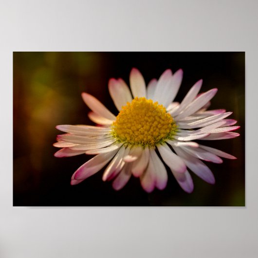 Gänseblümchen Poster (Vorne)