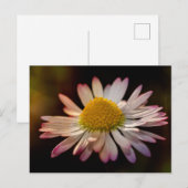 Gänseblümchen Postkarte (Vorne/Hinten)