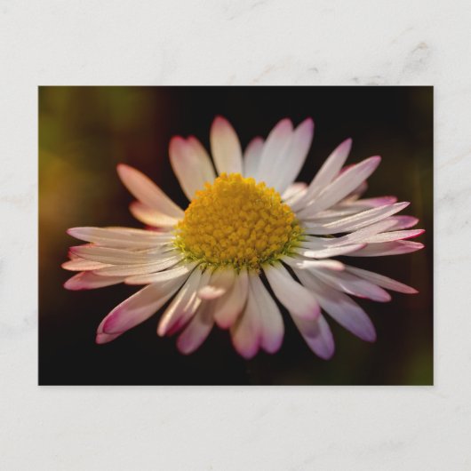 Gänseblümchen Postkarte (Vorderseite)