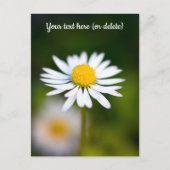 Gänseblümchen Postkarte (Vorderseite)