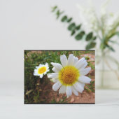 Gänseblümchen Postkarte (Stehend Vorderseite)