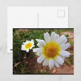 Gänseblümchen Postkarte