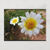 Gänseblümchen Postkarte (Vorderseite)