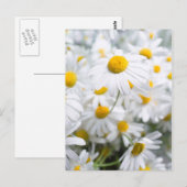 Gänseblümchen Postkarte (Vorne/Hinten)