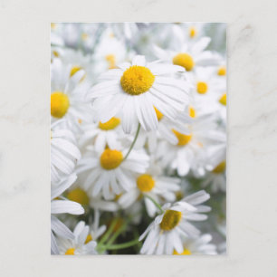 Gänseblümchen Postkarte
