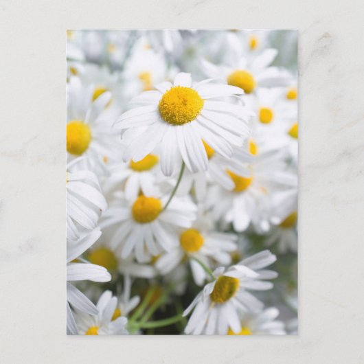 Gänseblümchen Postkarte (Vorderseite)