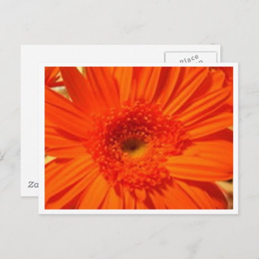 Gänseblümchen Postkarte (Vorne/Hinten)