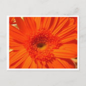 Gänseblümchen Postkarte (Vorderseite)