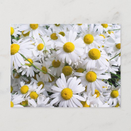Gänseblümchen Postkarte (Vorderseite)