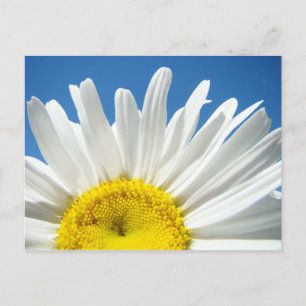 Gänseblümchen-Postkarten individuell Hinzufügen Ih Postkarte