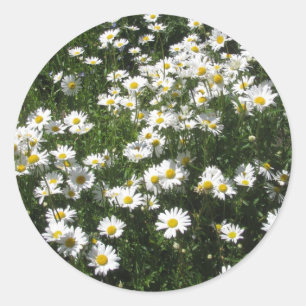 Gänseblümchen Runder Aufkleber