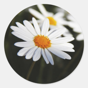 Gänseblümchen Runder Aufkleber