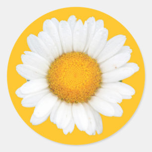 Gänseblümchen Runder Aufkleber