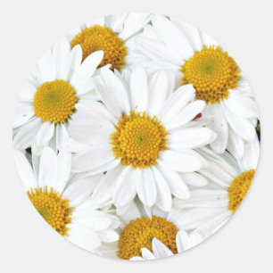 Gänseblümchen Runder Aufkleber