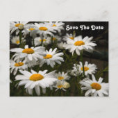 Gänseblümchen Save The Date Postkarte (Vorderseite)