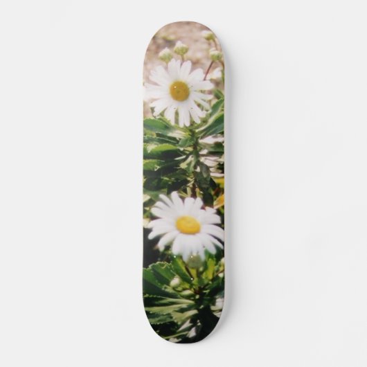 GÄNSEBLÜMCHEN SKATEBOARD (Vorderseite)