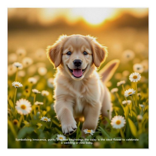 Gänseblümchen Symbolik Poster (Vorderseite)