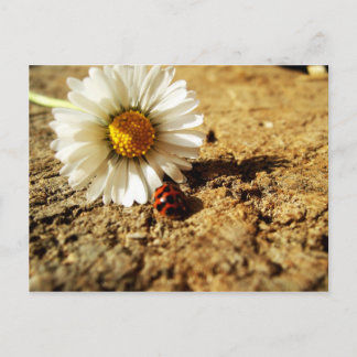 Gänseblümchen und Marienkäfer Postkarte
