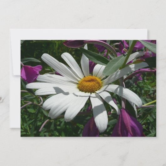 Gänseblümchen und Schmalzweide-Wildblume Karte (Vorderseite)