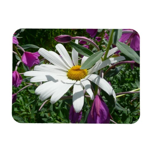 Gänseblümchen und Schmalzweide Wildblume Magnet (Horizontal)