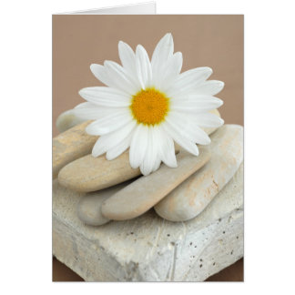 Gänseblümchen und Steine