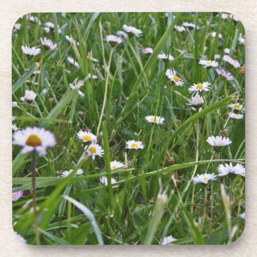 Gänseblümchen-Wiese Getränkeuntersetzer (Vorderseite)