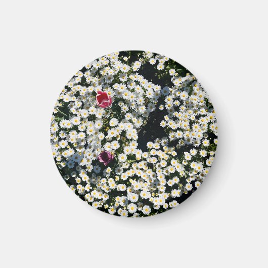 Gänseblümchen-Wiese-Magnet Magnet (Vorne)