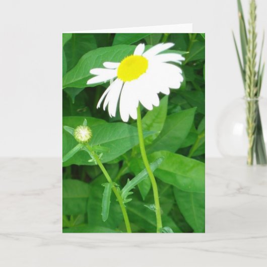 Gänseblümchenanmerkungskarte Karte (Vorderseite)