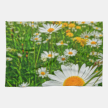 Gänseblümchenfeld im Frühjahr