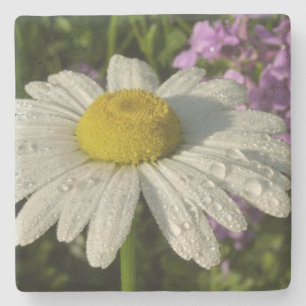 Gänseblume und Hesperis Botanisch Steinuntersetzer
