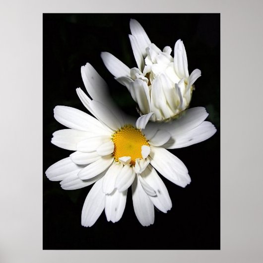Gänseblumen Kunst Leinwand Poster (Vorne)