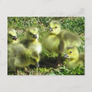 Gänsefamilie Postkarte