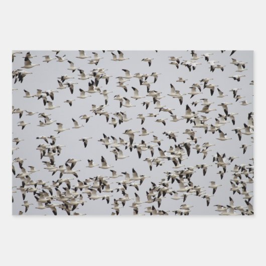 Gänsefliege Geschenkpapier Set (Vorderseite 2)