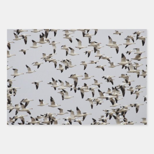 Gänsefliege Geschenkpapier Set (Vorderseite)