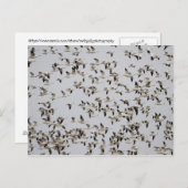 Gänsefliege Postkarte (Vorne/Hinten)