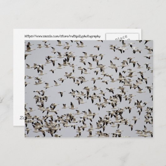 Gänsefliege Postkarte (Vorne/Hinten)