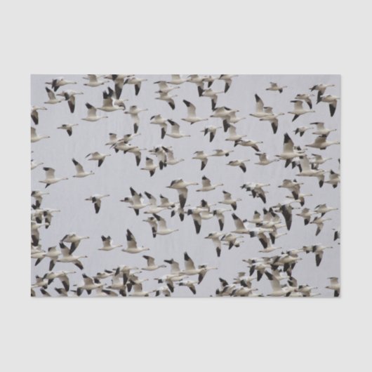 Gänsefliege Seidenpapier (Vorderseite)