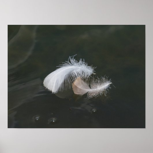 Gänsefüßer schweben poster (Vorne)